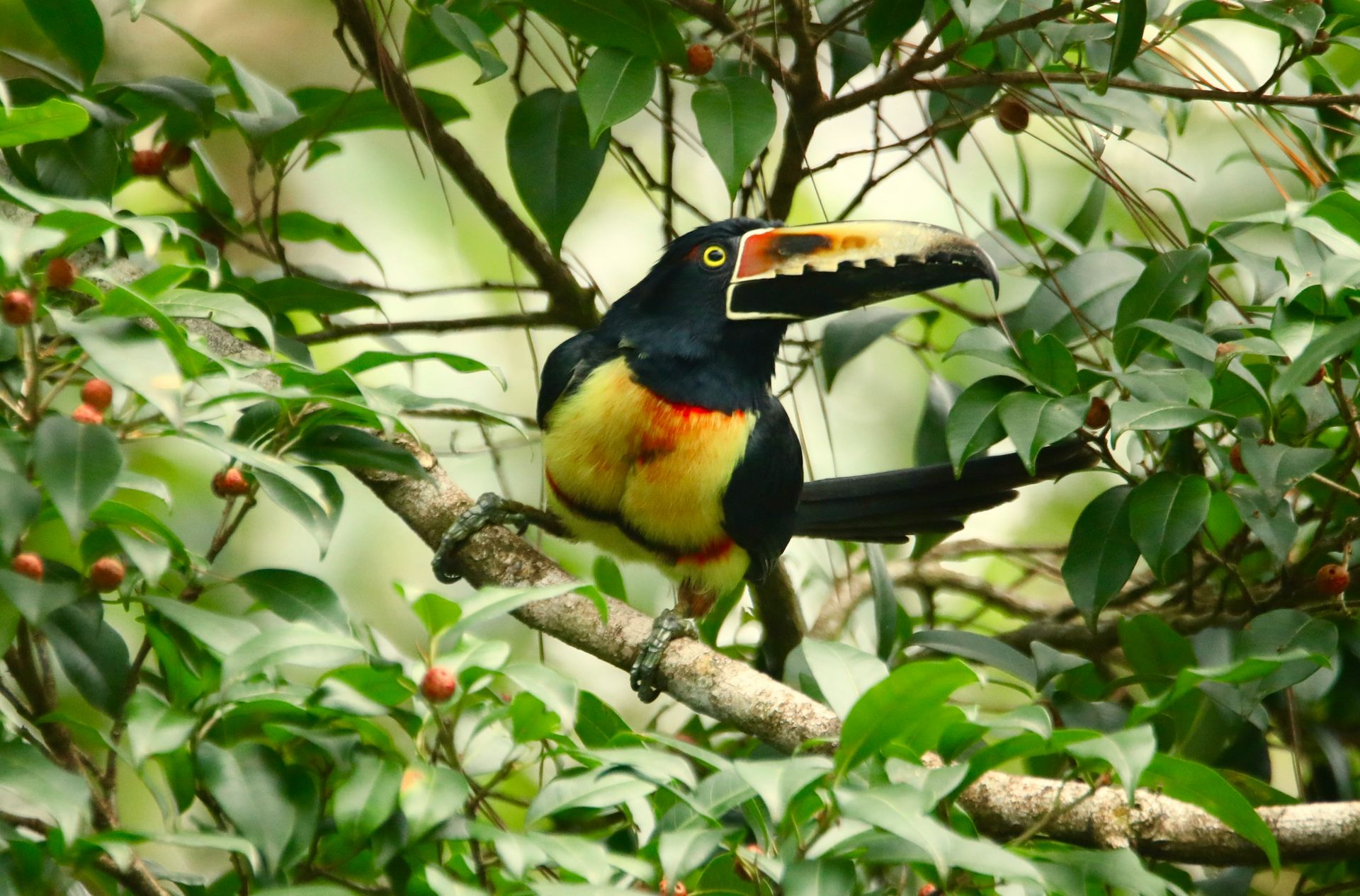 Serene 8 Days Tour in Costa Rica — Arenal, Monteverde & Both Coasts